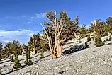  A protected area high in the White Mountains in Inyo County in eastern California.