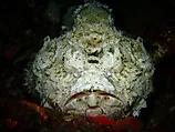 A devil scorpionfish (Scorpaenopsis diabolus)