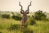 An imposing kudu bull standing stares intently. Via Shutterstock / Robby Holmwood.