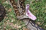 An African rock python shows the broad head, muscular body, and bold markings typical of the species.