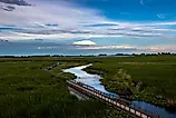 View of of the marsh and boardwalk in Point Pelee National Park, Ontario, Canada. 