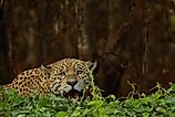 A jaguar 