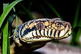 An Australian scrub python (Simalia kinghorni)