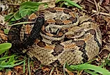Timber rattlesnake. By Peter Paplanus - CC BY 2.0, Wikimedia Commons.