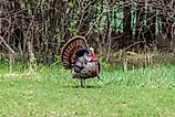 An urban wild turkey gobbler displaying feathers. 