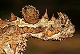 The thorny devil found in the Australian deserts store water in their layered scales and hence can go without water for long periods. Image credit: anjahennern/Shutterstock.com