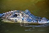 Black caiman (Melanosuchus niger)