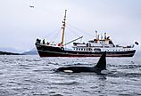 Orca killer whale (Orcinus orca) spotted at whale watching outside Skjervøy, Tromsø, Norway.