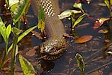 A Northern water snake swimming in shallow water.