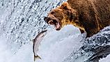 Grizzly bear with an open mouth, roaring at a salmon mid-air as it jumps upstream in a rushing waterfall, captured in wild action.