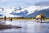 A female coastal brown bear with cubs in Hallo Bay in Katmai National Park in Alaska