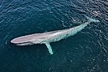 A blue whale (Balaenoptera musculus)