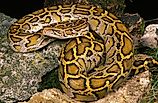 An Indian python (Python molurus). 