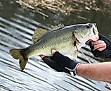 a fisherman holding up a large mouth bass