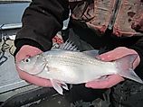 White bass captured by Missouri River Fish and Wildlife Conservation Office during fish sampling in the Missouri River System (2015). Photo: USFWS