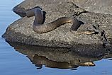 Northern water snake.