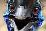 Close up face of beautiful Cassowary Bird