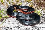 A red-bellied snake (Pseudechis porphyriacus) 