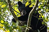 Young Black Bear in leafy tree with glimpse of sunlight looking down in High Point State Park, New Jersey