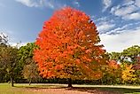 Sugar Maple in Autumn at Willow River State Park, Wisconsin