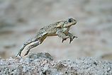 A cane toad (Rhinella marina)