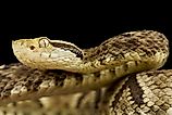 A jararaca (Bothrops jararaca)