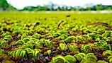 Salvinia Molesta, commonly known as Giant Salvinia, is an aquatic fern. 