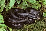 Northern Black Racer (Coluber constrictor).