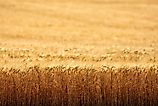 An early morning view of ripe wheat, ready for harvest, in the fertile farm fields of Idaho.