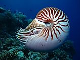 A nautilus in the water.