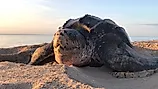 Leatherback sea turtle