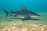 A bull shark swimming