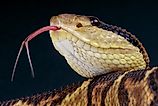 Bushmaster / Lachesis muta (Credit: reptiles4all via Shutterstock)