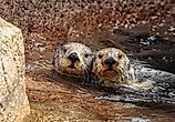 Sea Otter pair next to each other snuggling