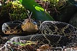 A Central American bushmaster (Lachesis stenophrys)