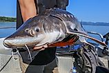 White sturgeon are built for exceptional size. Via Shutterstock / CFNafzger