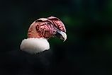 An Andean condor (Vultur gryphus)