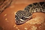 Eastern diamondback rattlesnake (Crotalus adamanteus)