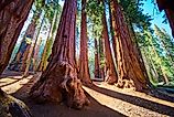 Giant Sequoia Trees Sunburst and Forest Trail in Sequoia National Park