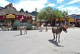 Burros in downtown Oatman, Arizona. Image credit: Nick Clephane / Shutterstock.com