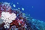 Coral bleaching of Acropora hard corals