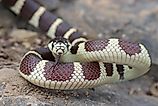 California kingsnake.