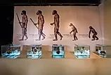 Homo sapien fossils at Sirindhorn Dinosaur Museum in northeast Thailand. Image Credits: COCKTAIL via Shutterstock