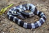 A Malayan blue krait (Bungarus candidus). 