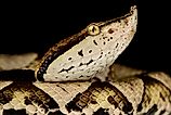 A sharp-nosed viper (Deinagkistrodon acutus)