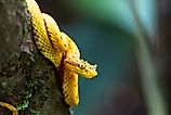 An eyelash viper (Bothriechis schlegelii)