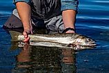 Wild Lahotan cutthroat trout caught and released in Pyramid Lake, Nevada,