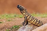 The Gila monster in New Mexico.