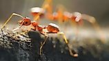 Red ants, often referred to as fire ants, are a group of several species known for their reddish appearance and painful stings.