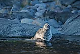 The Ladoga ringed seal, rare and endangered species